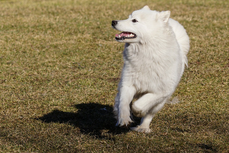 Но сумма, тем не менее, заключается в том, что A6300 - действительно хорошая камера даже для требовательных спортивных и экшн-фотографий
