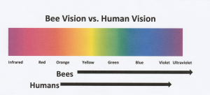 Замечательное зрение пчел уже давно привлекает научное сообщество